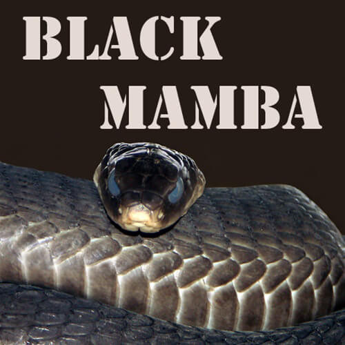 Liquid Pink Spot Black Mamba